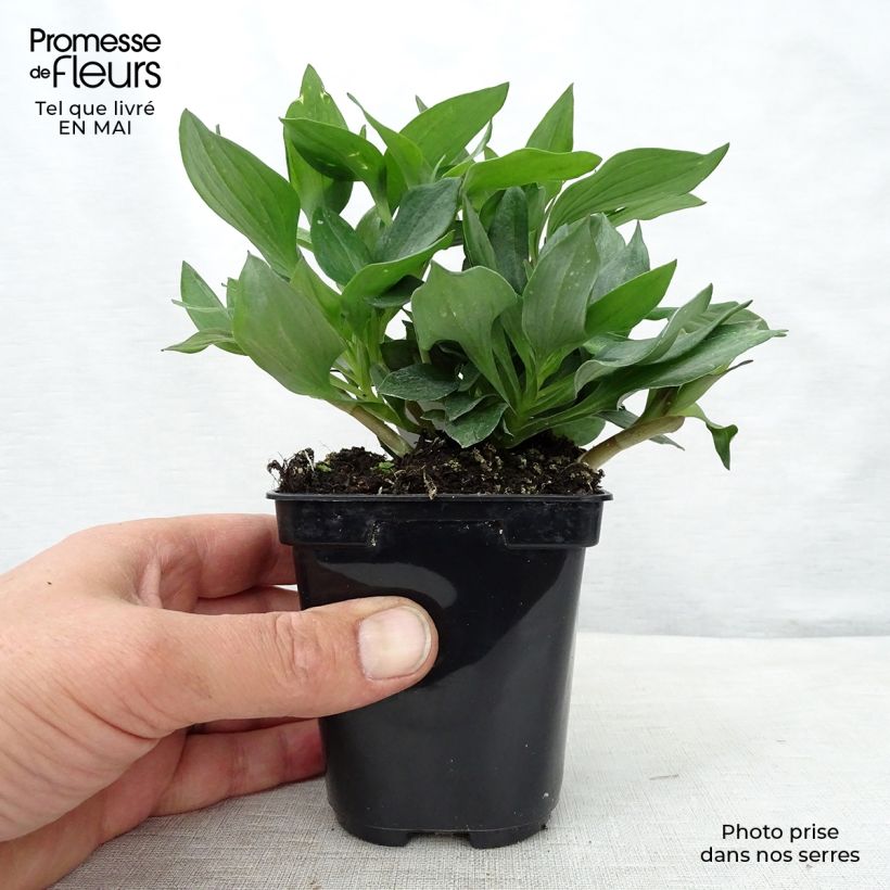 Example of Alstroemeria Pitchounes Gaspard Vasetto da 8/9 cm as you get in printemps