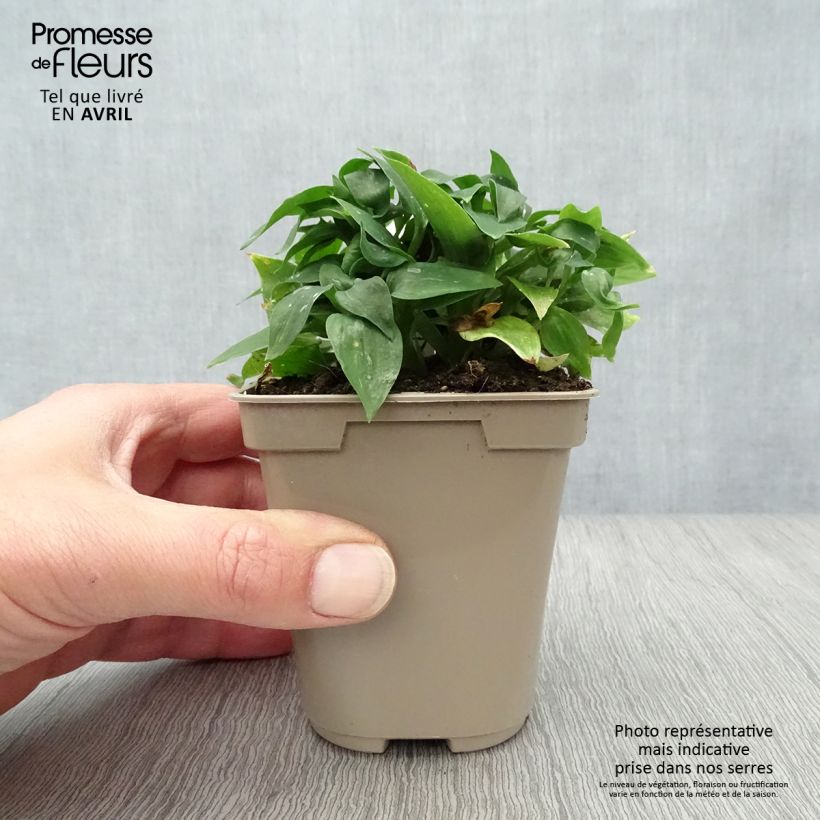 Example of Alstroemeria Pitchounes Lola Vasetto da 8/9 cm as you get in printemps