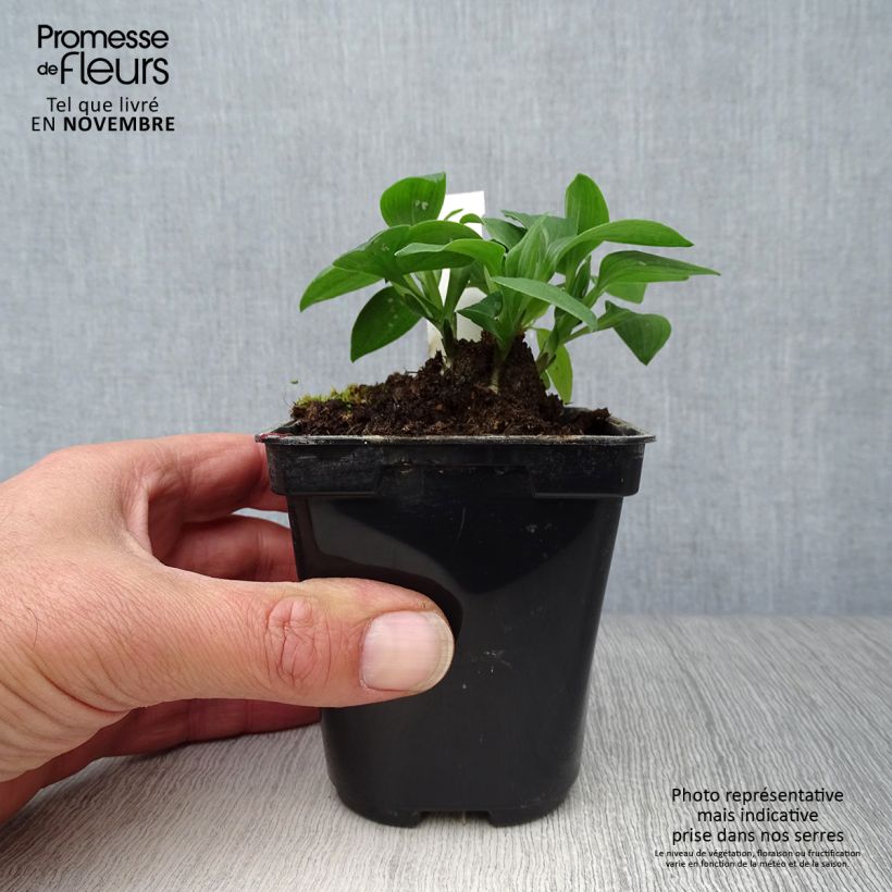 Esemplare di Alstroemeria Pitchounes Lola Vasetto da 8/9 cm come consegnato in autunno