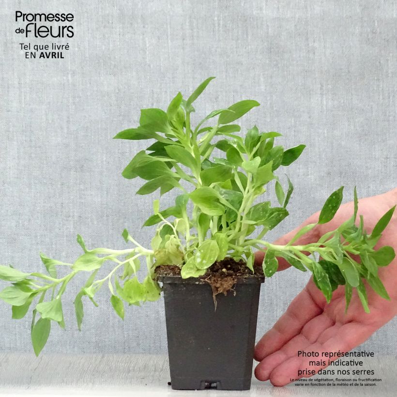 Alstroemeria Pitchounes Lucas Vasetto da 8/9 cm esemplare consegnato in primavera