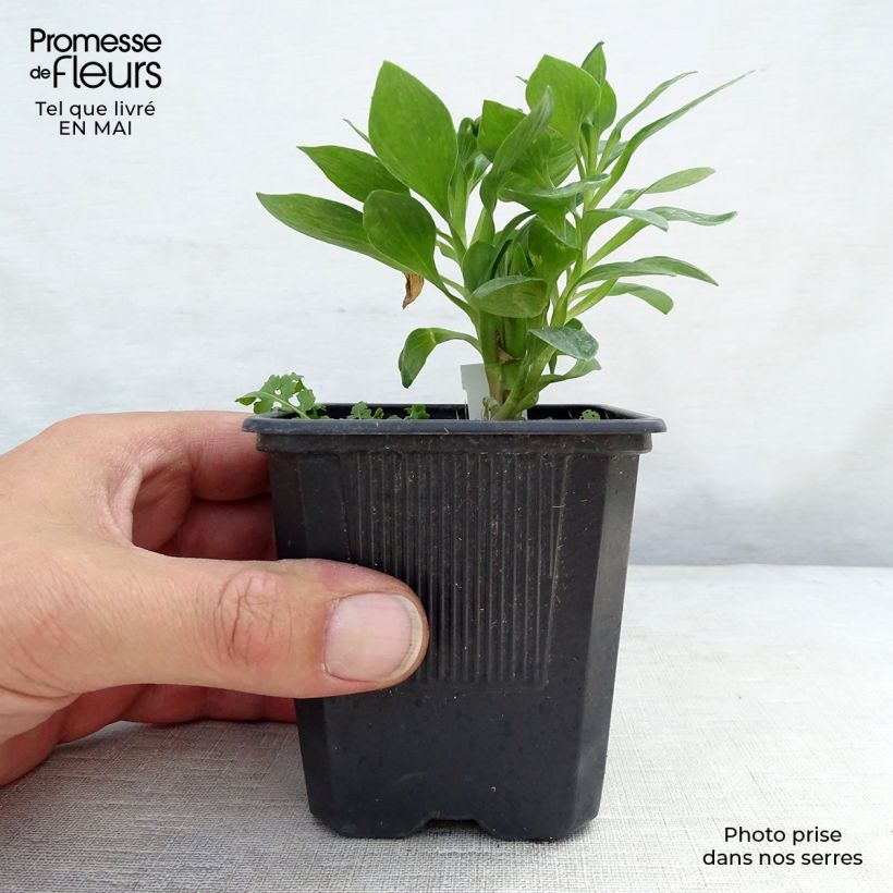 Alstroemeria Pitchounes Rosie Vasetto da 8/9 cm esemplare consegnato in primavera