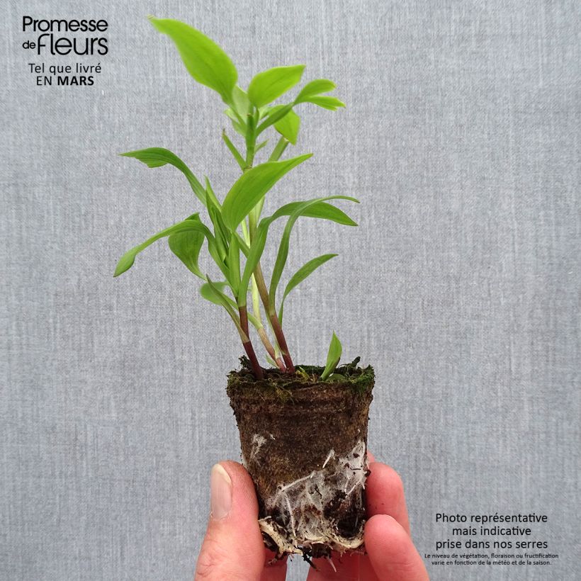 Alstroemeria Summer Paradise Summer Red zolla 4 cm x 4,5 cm esemplare consegnato in primavera