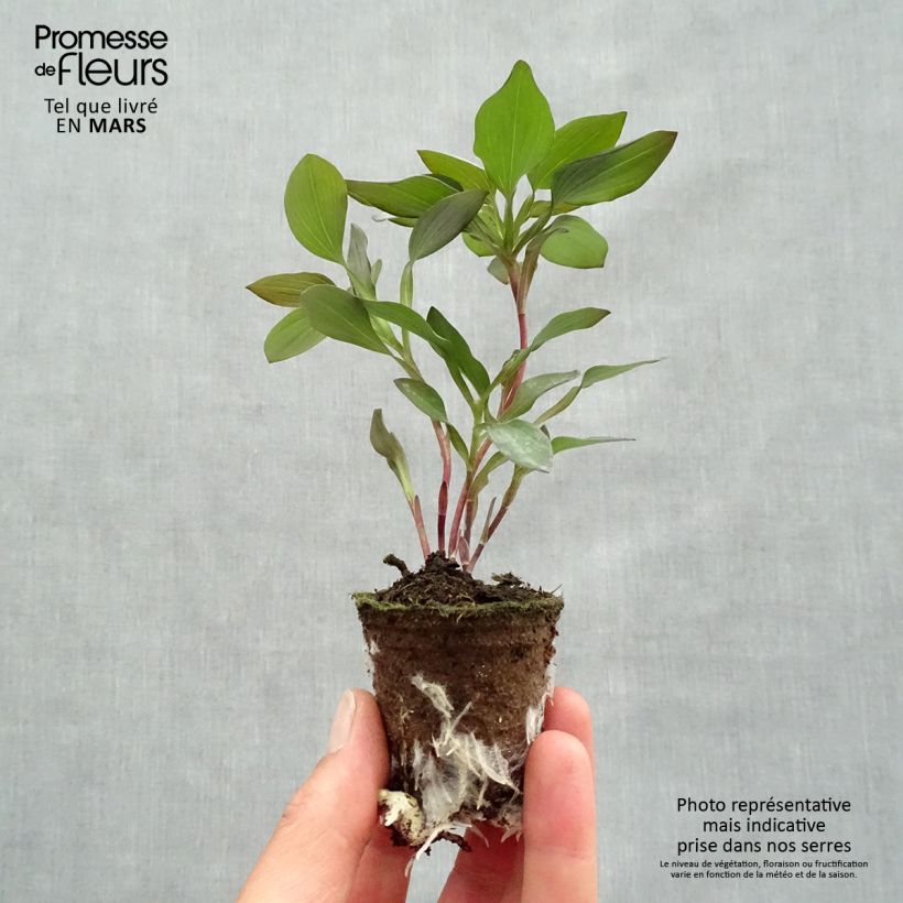 Example of Alstroemeria Indian Summer zolla 4 cm x 4,5 cm as you get in printemps