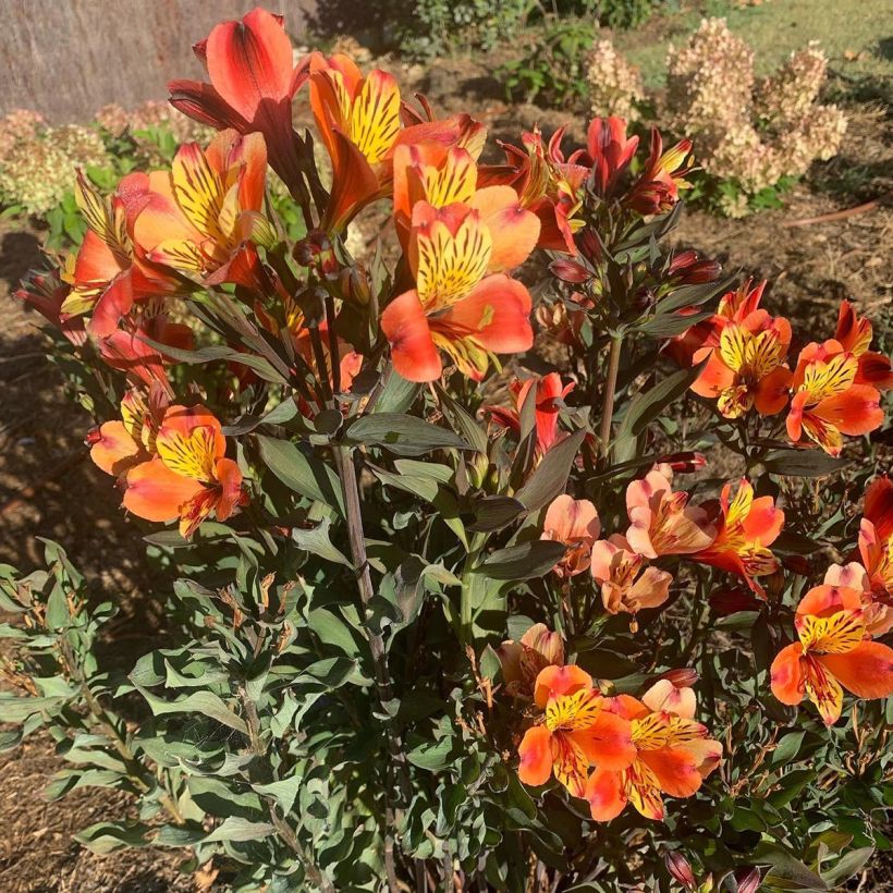 Alstroemeria Indian Summer (Plant habit)