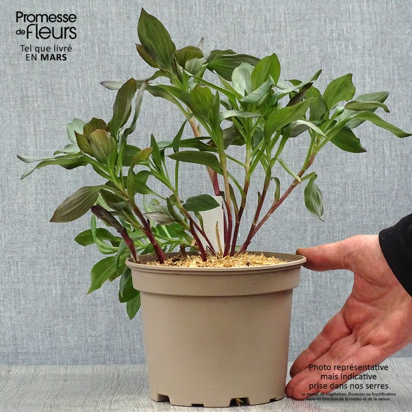 Example of Alstroemeria Indian Summer Vaso da 2L/3L as you get in printemps