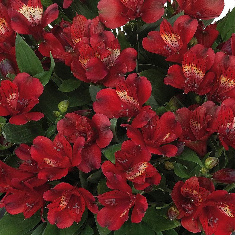 Alstroemeria Inticancha Doba (Fioritura)