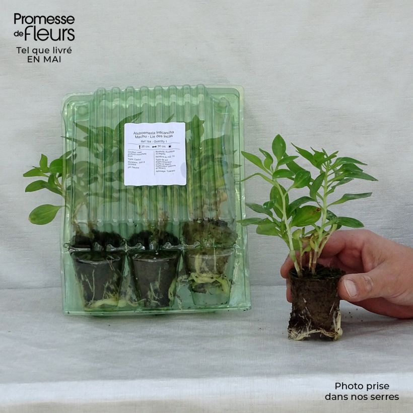 Example of Alstroemeria Inticancha Machu zolla 4 cm x 4,5 cm as you get in printemps