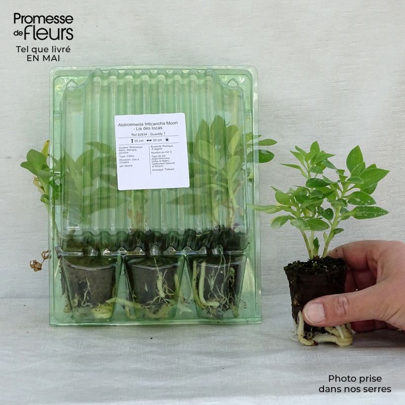 Alstroemeria Inticancha Moon zolla 4 cm x 4,5 cm esemplare consegnato in primavera