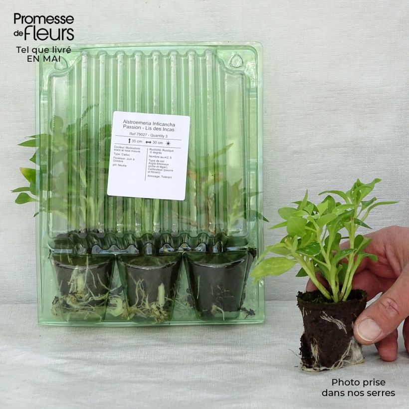 Alstroemeria Inticancha Passion zolla 4 cm x 4,5 cm esemplare consegnato in primavera