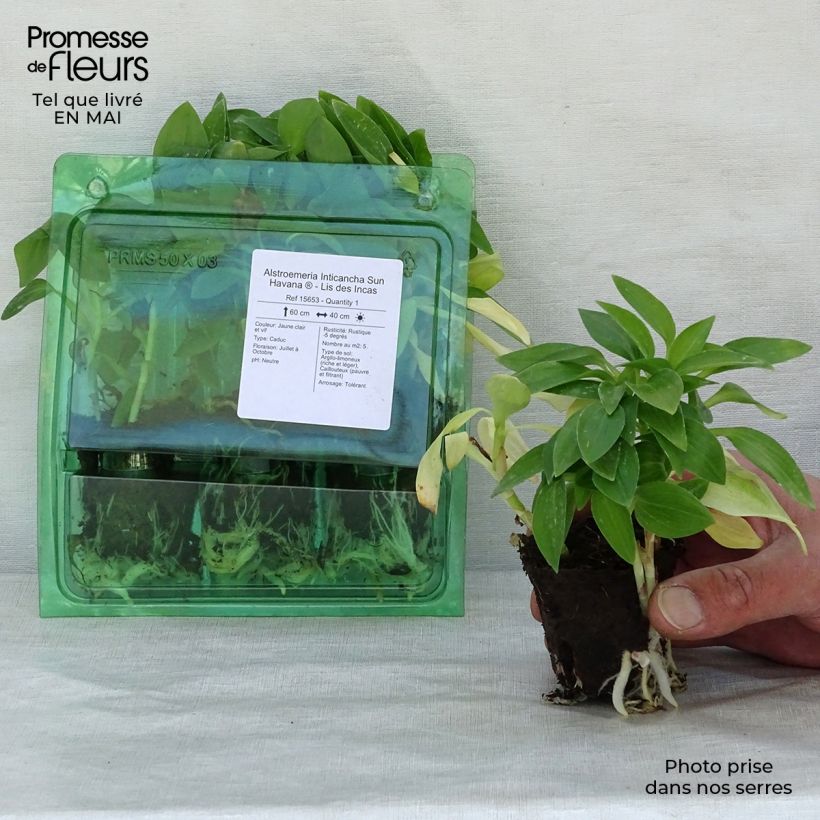 Alstroemeria Inticancha Sun Havana zolla 4 cm x 4,5 cm esemplare consegnato in primavera
