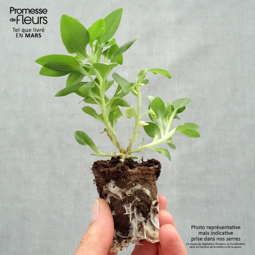 Alstroemeria Inticancha Sun Malaga zolla 4 cm x 4,5 cm esemplare consegnato in primavera