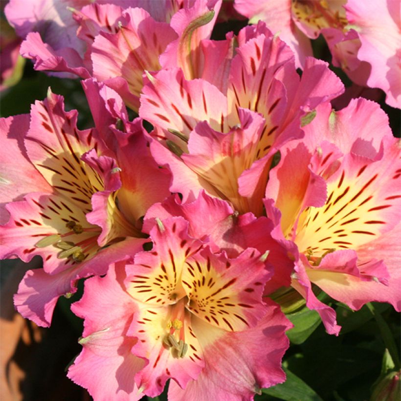 Alstroemeria Inticancha Sunday (Fioritura)