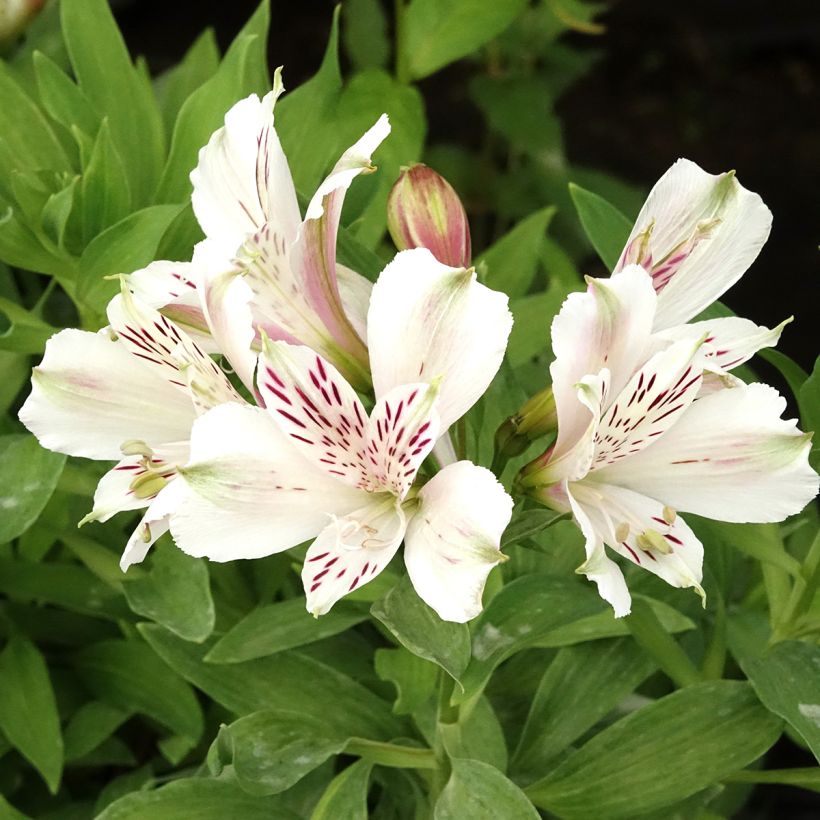 Alstroemeria Majestic Mazé (Fioritura)