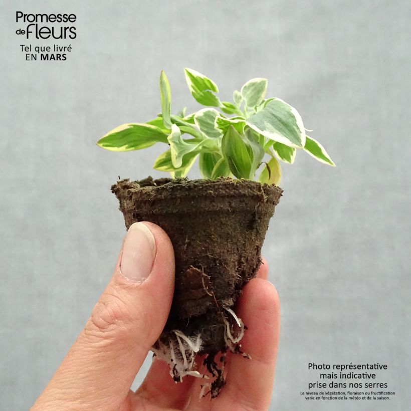 Alstroemeria Summer Paradise River Valley zolla 4 cm x 4,5 cm esemplare consegnato in primavera