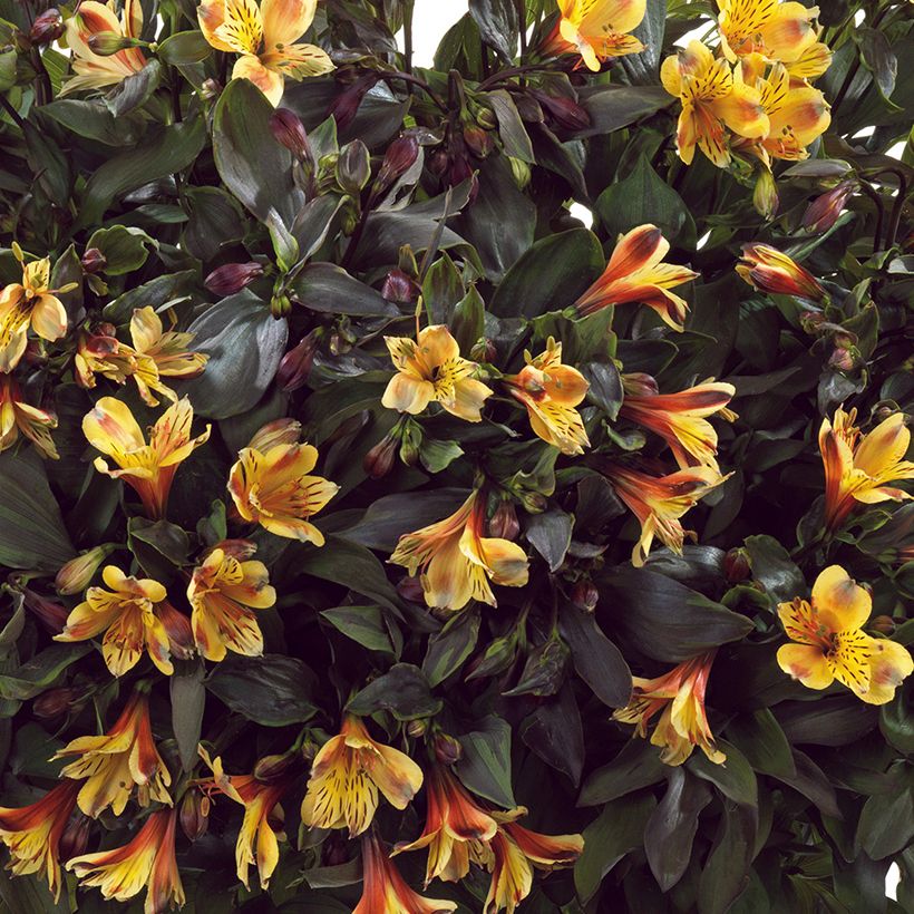 Alstroemeria Summer Breeze (Fioritura)