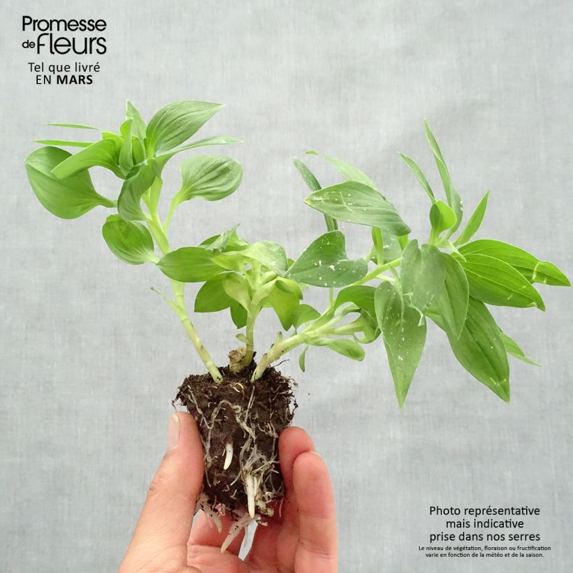 Alstroemeria Summer Paradise Summertime zolla 4 cm x 4,5 cm esemplare consegnato in primavera