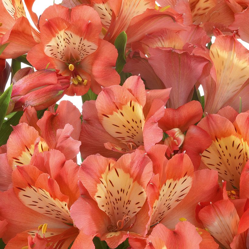 Alstroemeria Valley Girl (Fioritura)