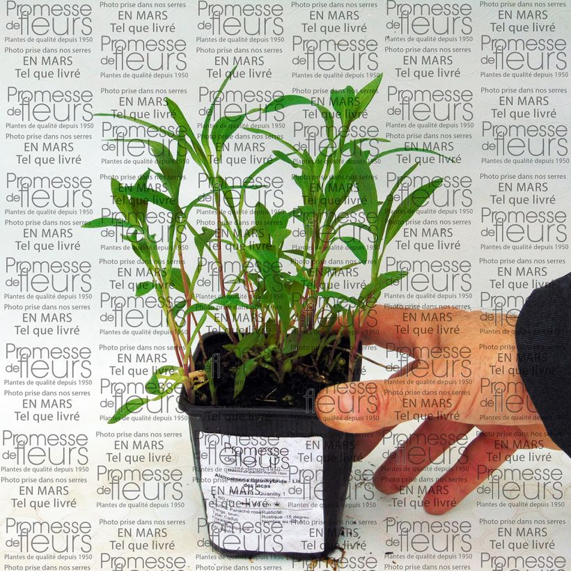 Esempio di esemplare Alstroemeria Ligtu Hybrid Vasetto da 8/9 cm come consegnato