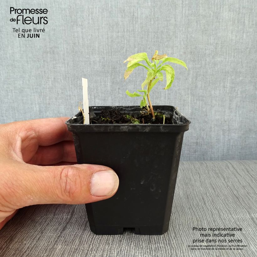 Esemplare di Alstroemeria psittacina Vasetto da 8/9 cm consegnato in estate