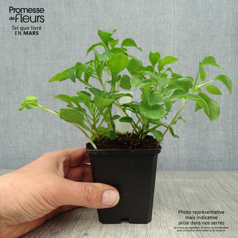 Alstroemeria psittacina Vasetto da 8/9 cm esemplare consegnato in primavera