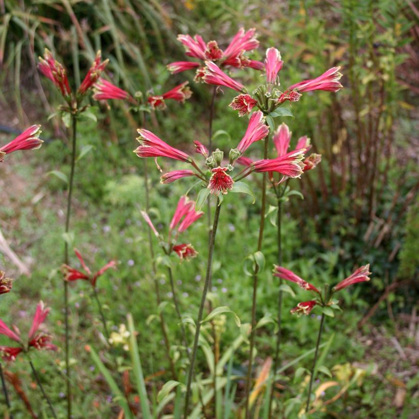 Alstroemeria psittacina (Porto)