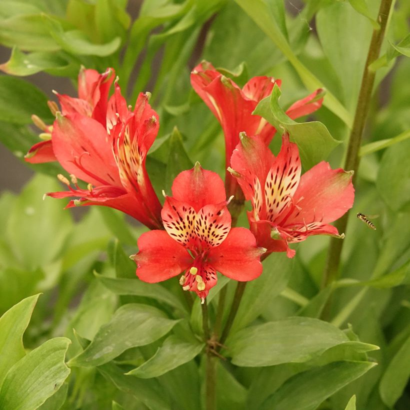 Alstroemeria Duc d'Anjou Louis (Fioritura)