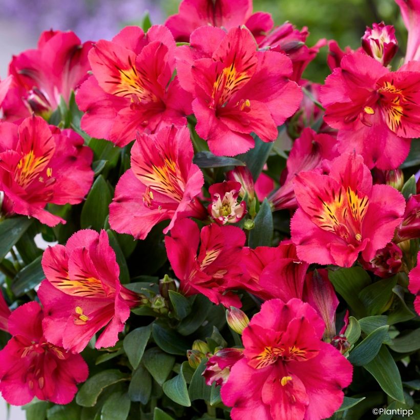 Alstroemeria Incalys Cherry (Fioritura)