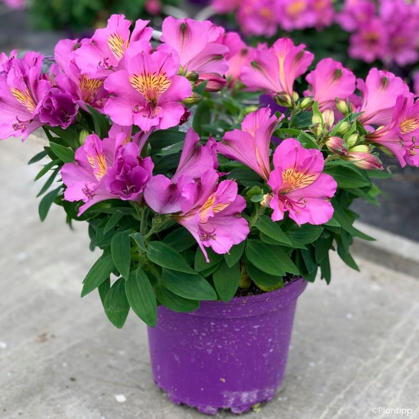 Alstroemeria Incalys Purple (Porto)