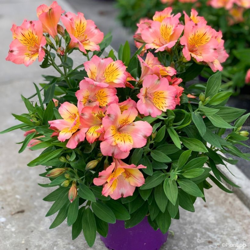 Alstroemeria Incalys Salmon (Porto)
