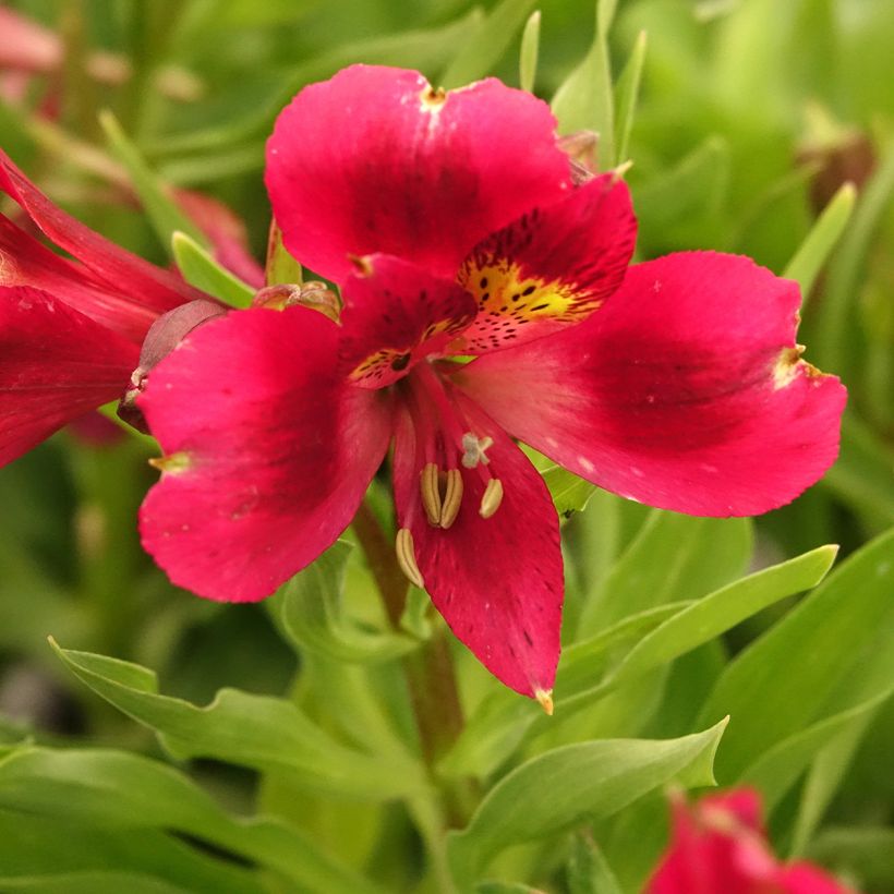Alstroemeria Pitchounes Rosie (Fioritura)