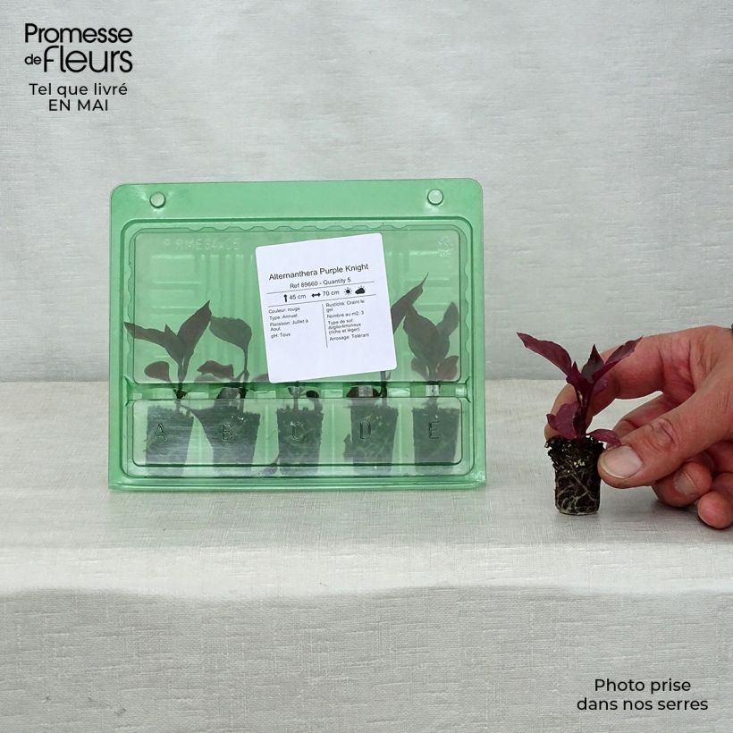 Alternanthera Purple Knight mini zolla... esemplare consegnato in primavera