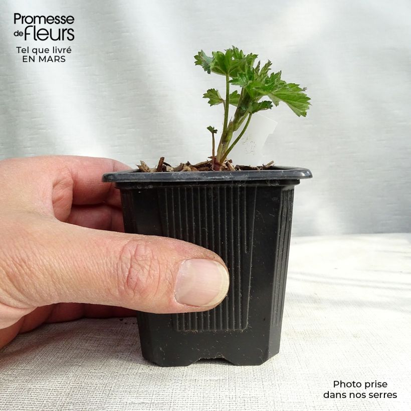 Althaea cannabina - Malva canapina Vasetto da 8/9 cm esemplare consegnato in primavera