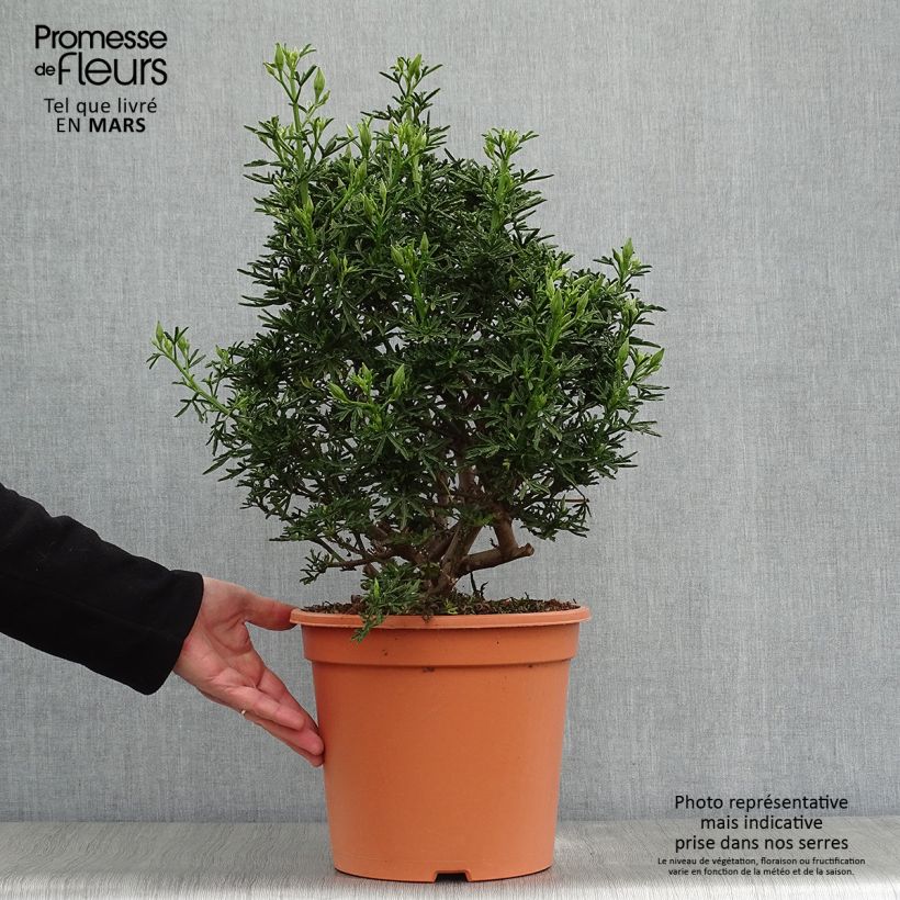 Alyogyne cuneiformis - Ibisco australiano Vaso da 3L/4L esemplare consegnato in primavera