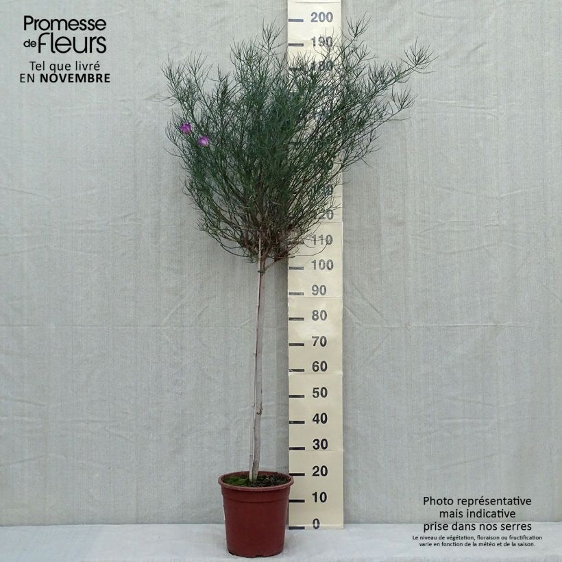 Esemplare di Alyogyne hakeifolia Melissa Anne - Ibisco australiano Vaso da 7,5L/10L come consegnato in autunno