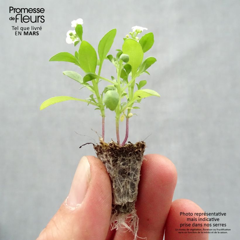 Example of Lobularia maritima Snow Crystals - Alisso marittimo Mini zolla: zolla da 2,2 cm x 2 cm in vassoio di coltivazione da 35 pezzi as you get in printemps