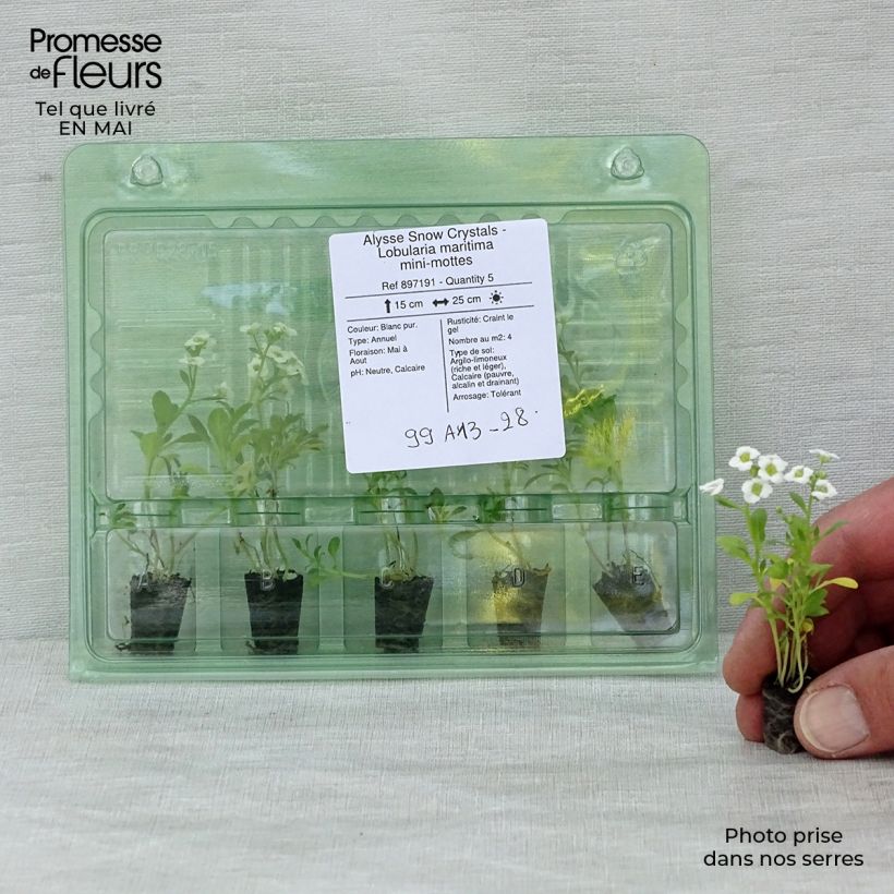 Example of Lobularia maritima Snow Crystals - Alisso marittimo Mini zolla Ø 1,5/2,5 cm as you get in printemps