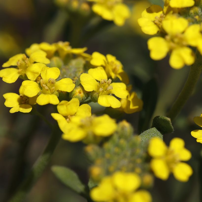 Alyssum montanum Berggold - Alisso montanino (Flowering)