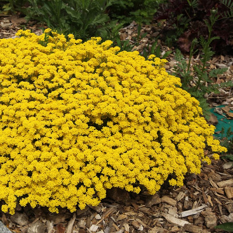 Alyssum saxatilis Compactum - Alisso giallo (Porto)