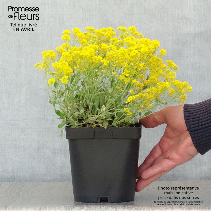 Example of Alyssum saxatilis Goldkugel - Alisso giallo Vaso da 2L/3L as you get in printemps