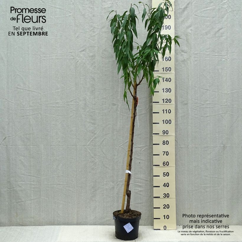 Esemplare di Mandorlo - Prunus dulcis Vaso da 7,5L/10L, Vaso impalcato medio consegnato in estate