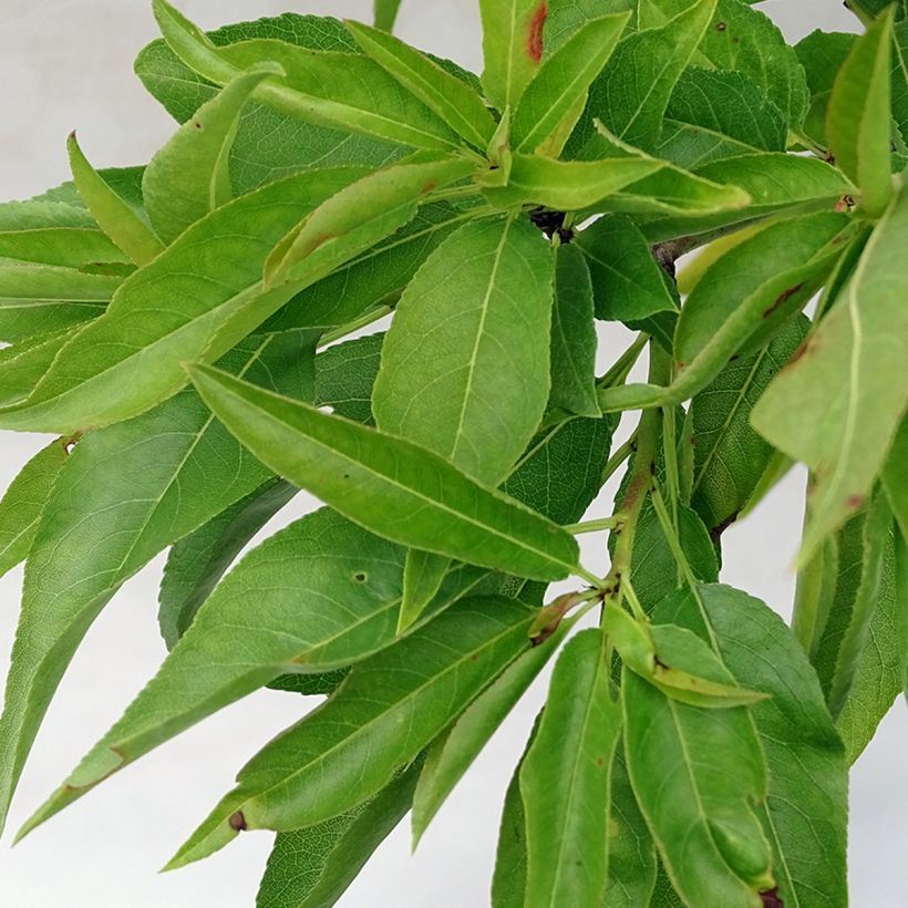 Mandorlo Fruit me Almond me (Foliage)