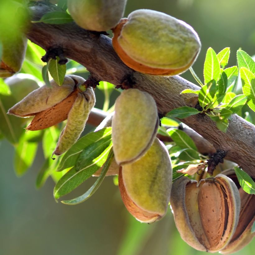 Mandorlo Fruit me Almond me (Harvest)