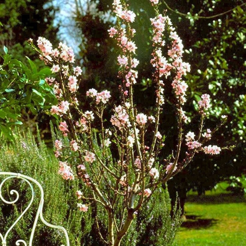 Mandorlo Fruit me Almond me (Plant habit)