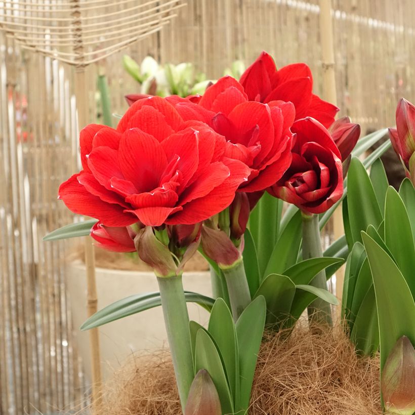 Amaryllis Double Dragon - Hypeastrum (Porto)