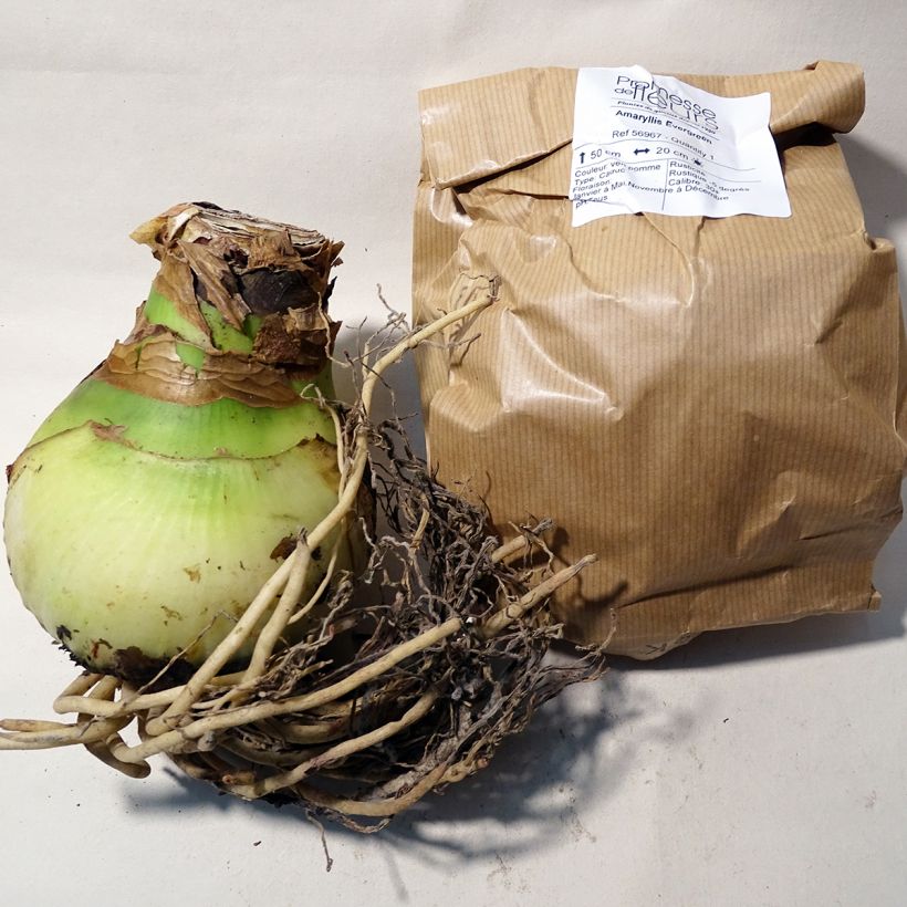 Esempio di esemplare Amaryllis Evergreen - Hippeastrum Bulbo taglia 30/32 come consegnato