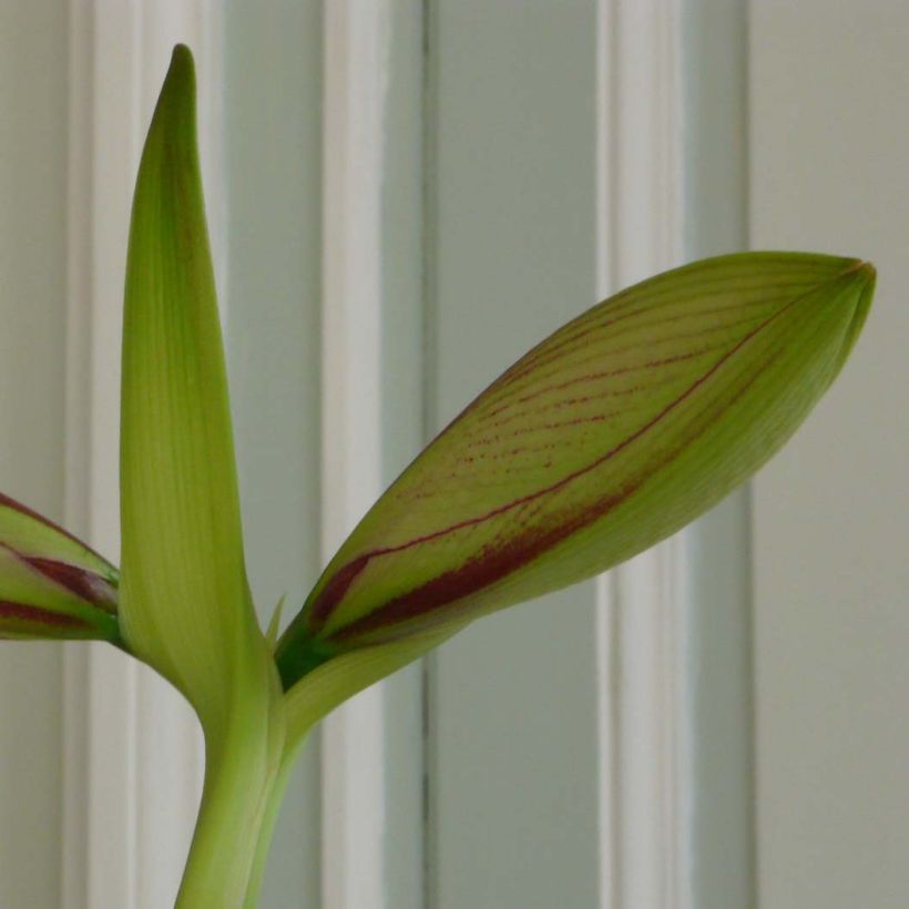 Amaryllis Exotic Star (Fogliame)