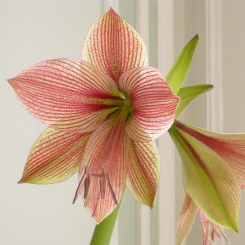 Amaryllis Exotic Star (Fioritura)