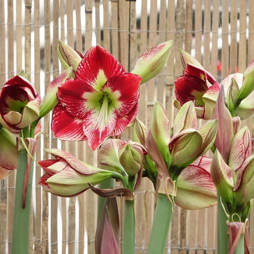 Amaryllis Flamenco Queen - Hippeastrum (Fioritura)
