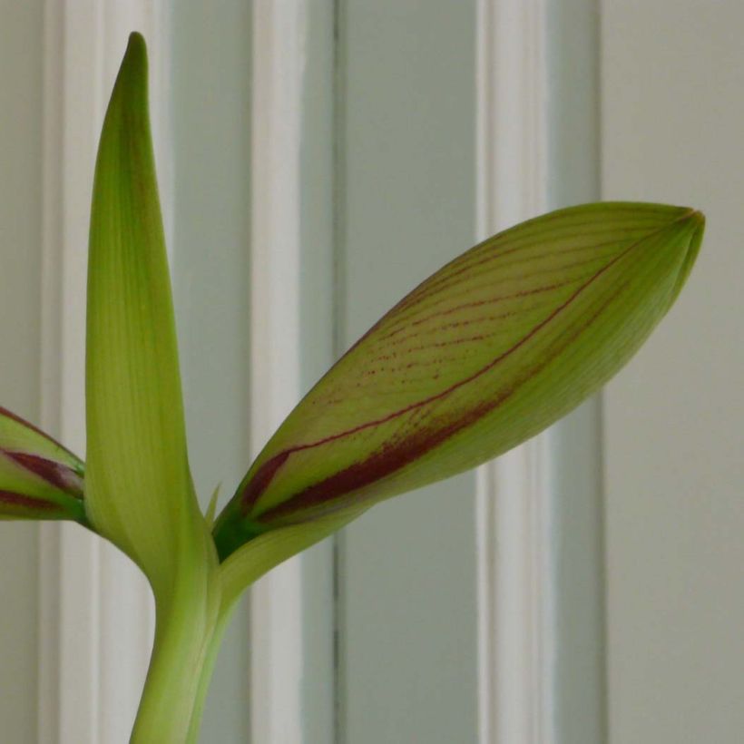 Amaryllis Neon (Fogliame)