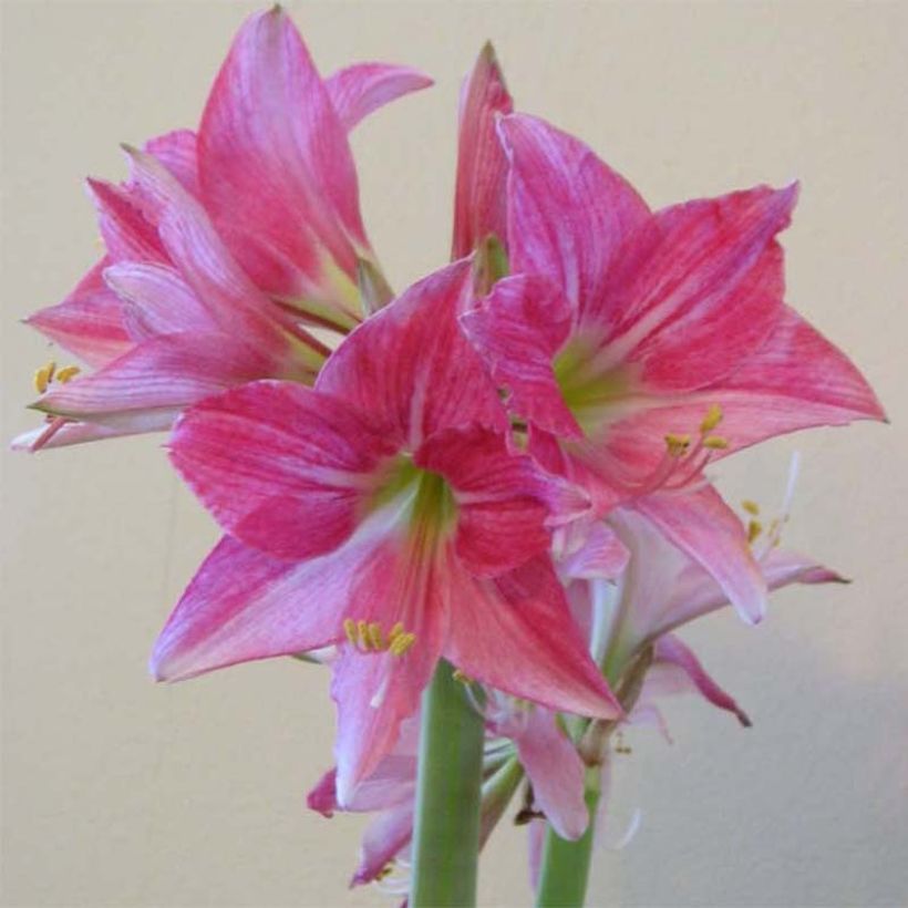 Amaryllis Neon (Fioritura)